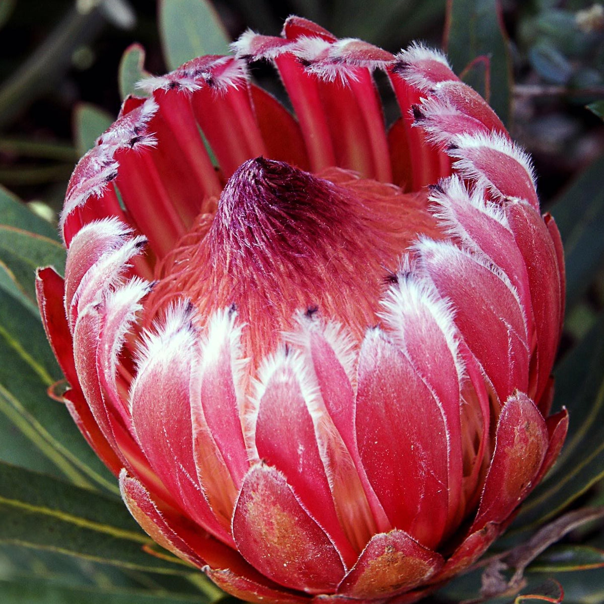 Pink ice protea plant