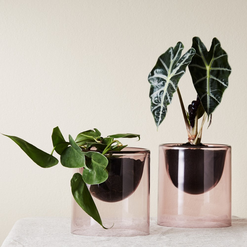 Ivy Muse Lumen