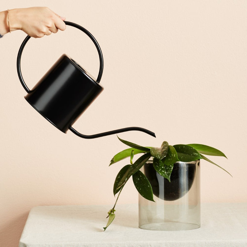 Ivy Muse Lumen