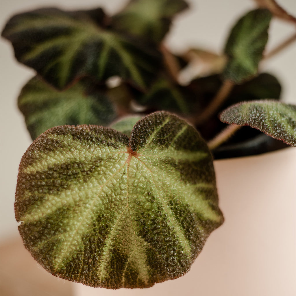 Begonia Lizard Leg