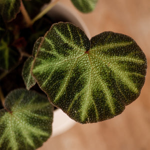 Begonia Lizard Leg