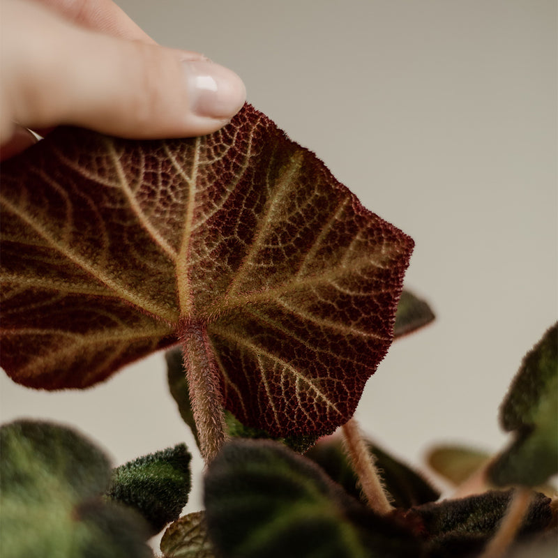 Begonia Lizard Leg