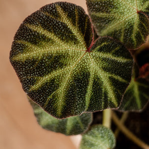 Begonia Lizard Leg