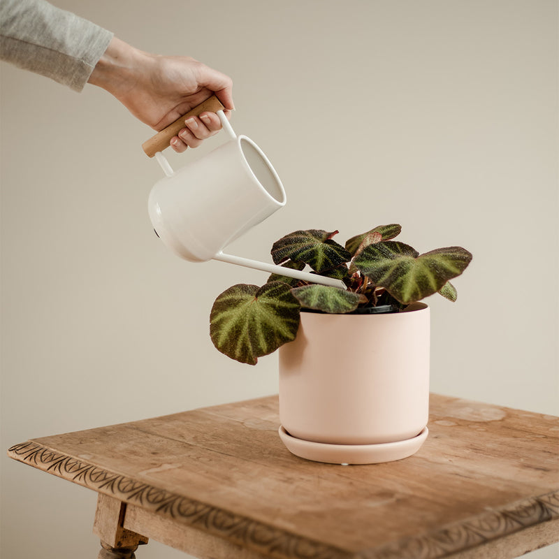 Burgon & Ball Indoor Watering Can
