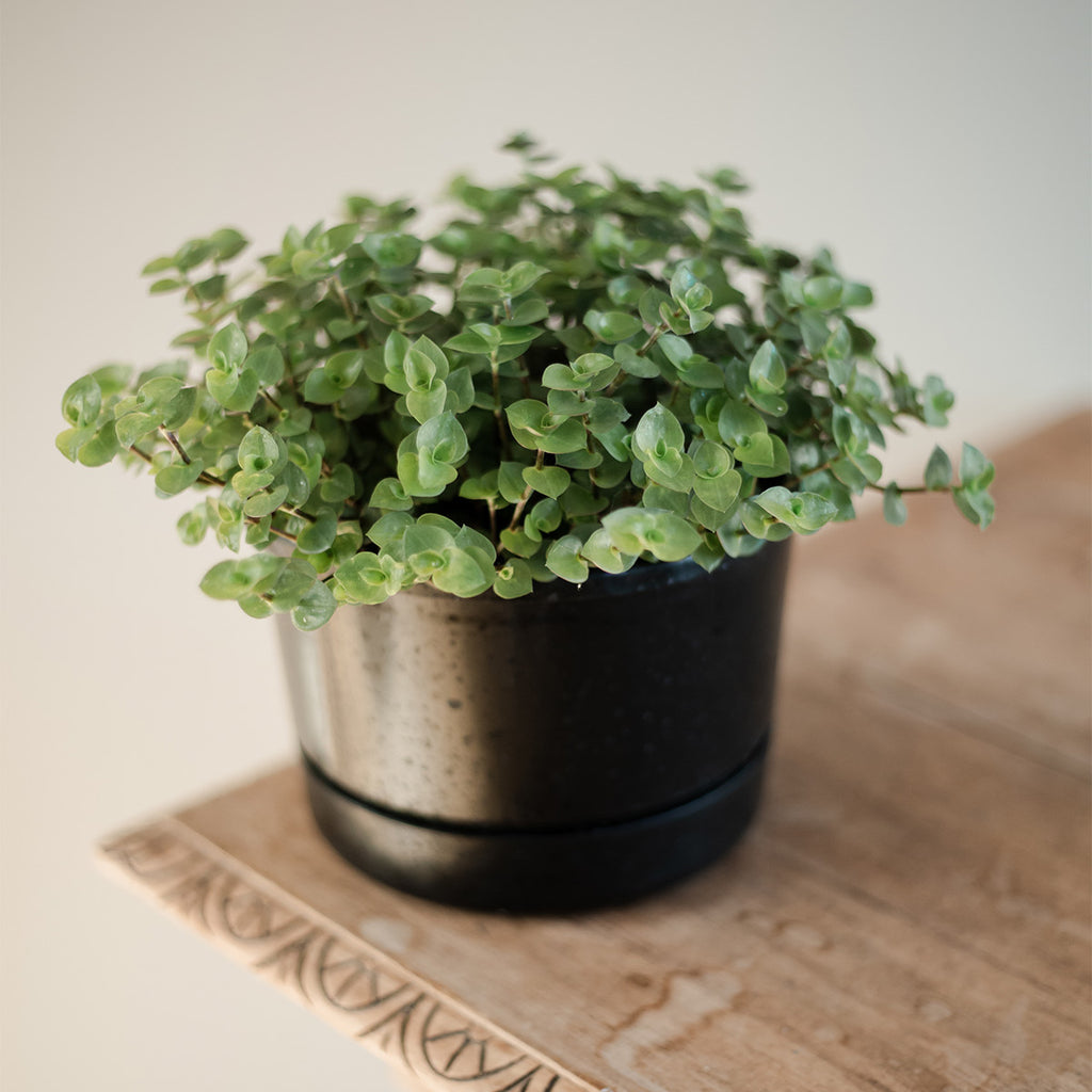 Callisia Repens Bubbles