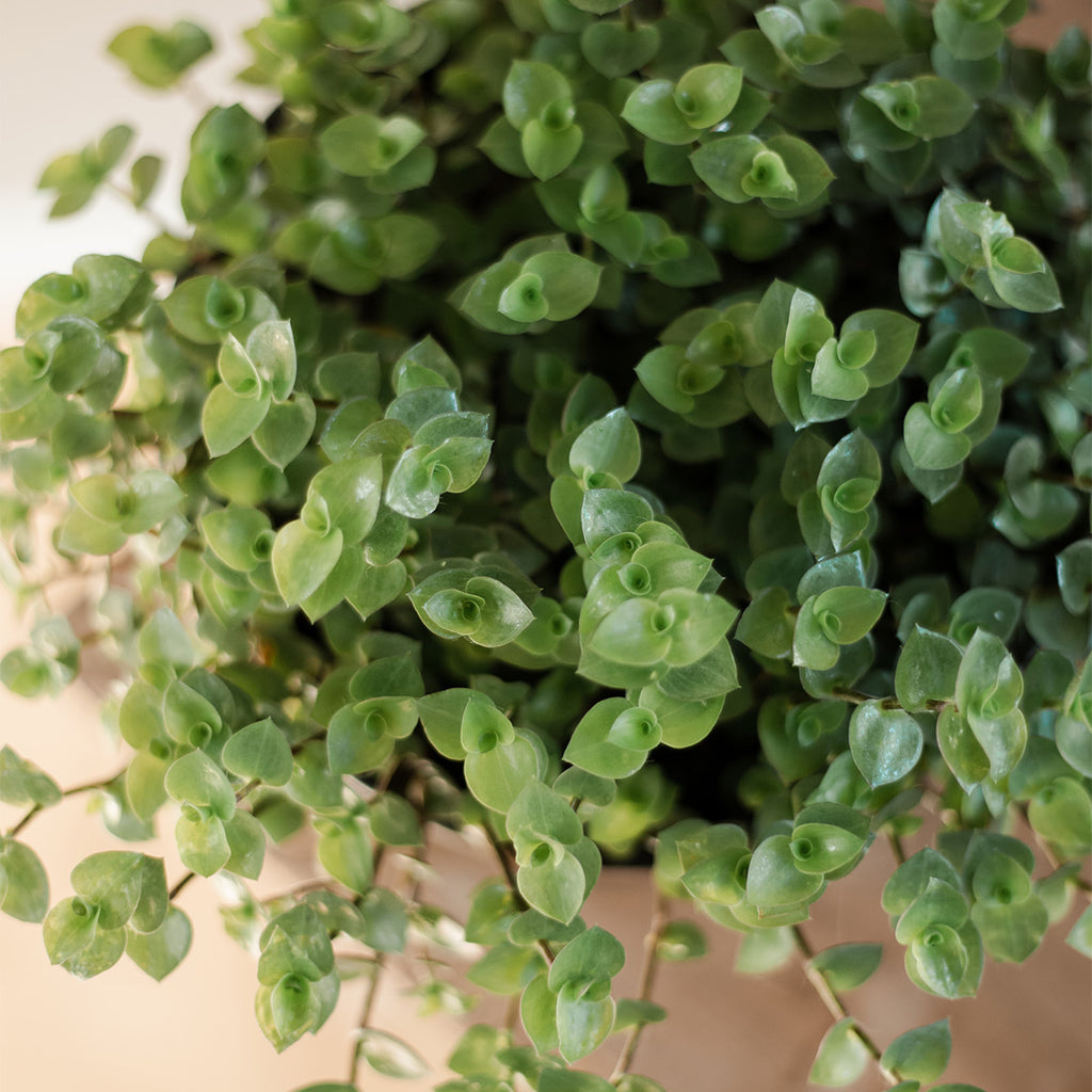 Callisia Repens Bubbles