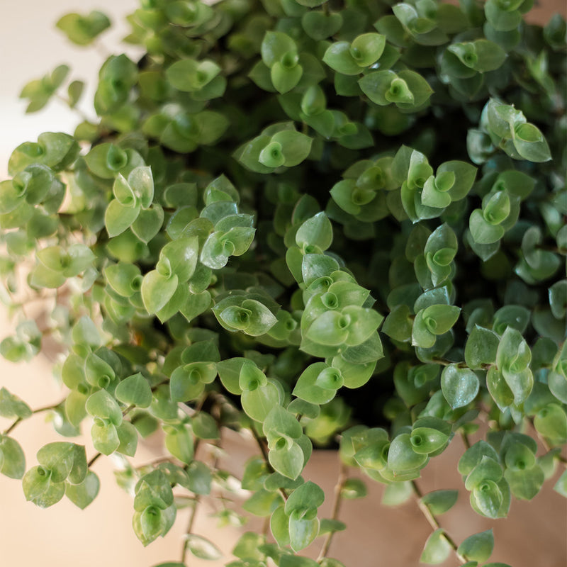 Callisia Repens Bubbles