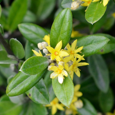 Corokia Geentys Green - Green Corokia