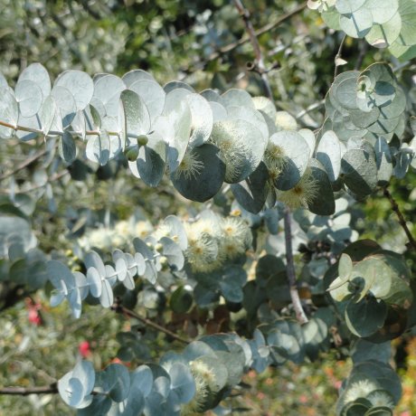 Eucalyptus Baby Blue