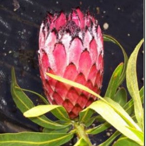 Protea Fiery Sunset