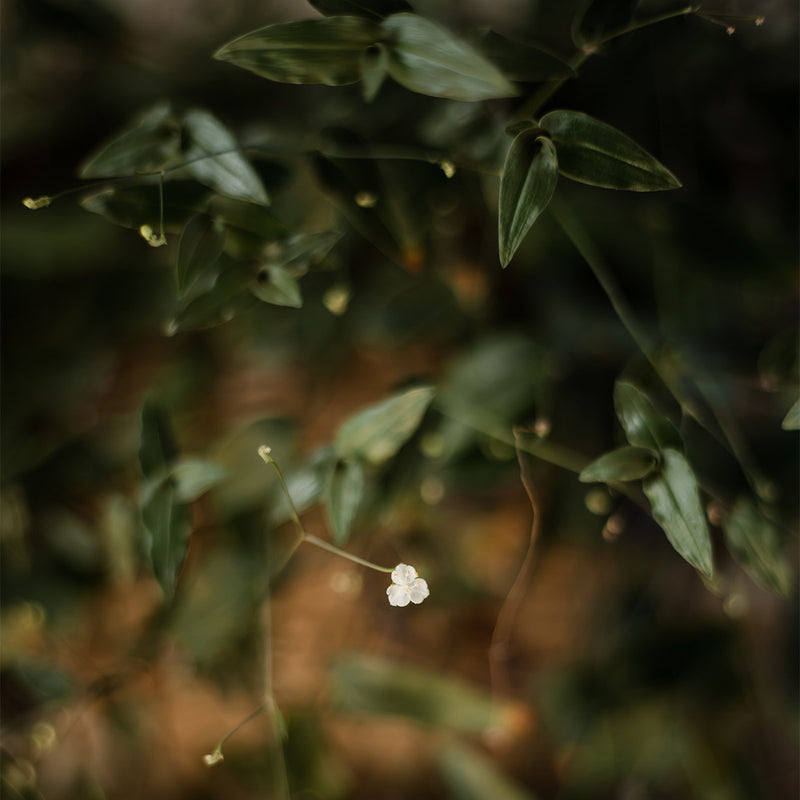 Bridal Veil - Gibasis Geniculata