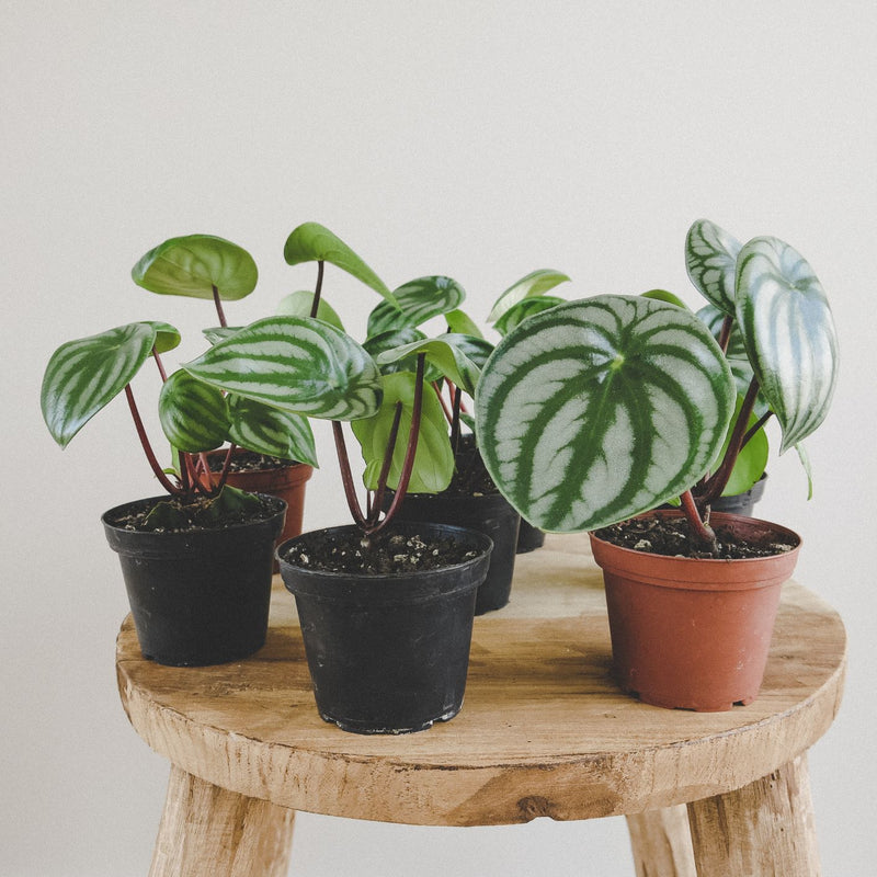 Watermelon Peperomia