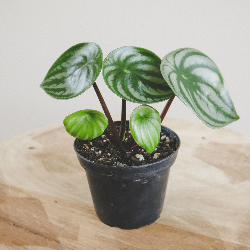 Watermelon Peperomia