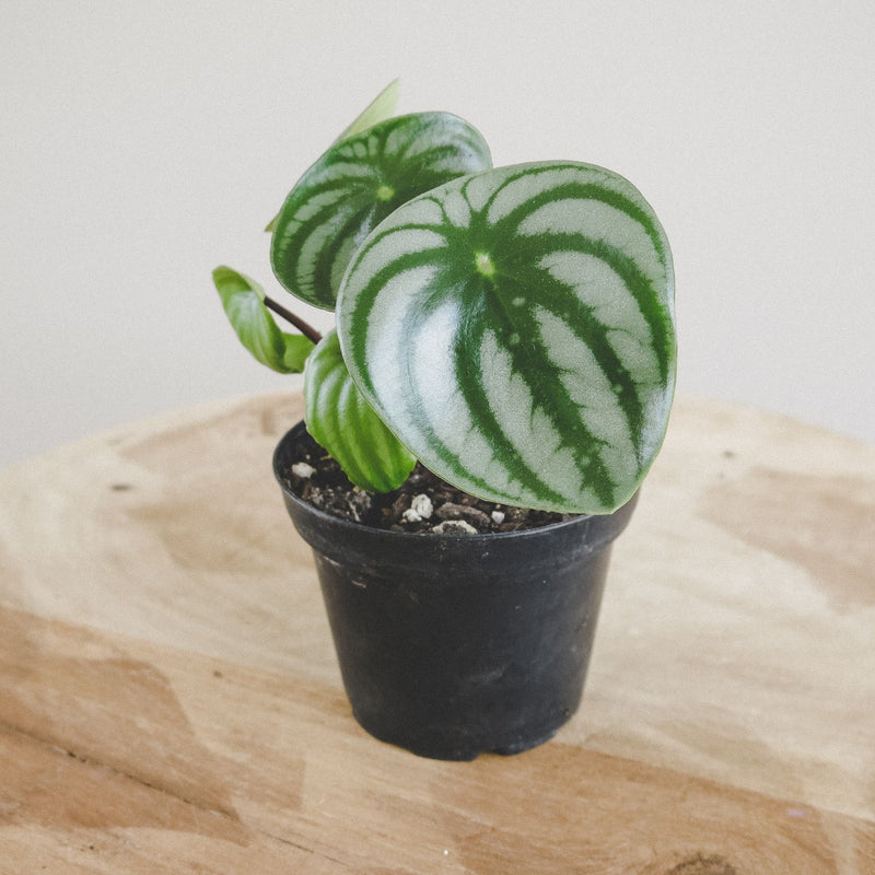 Watermelon Peperomia