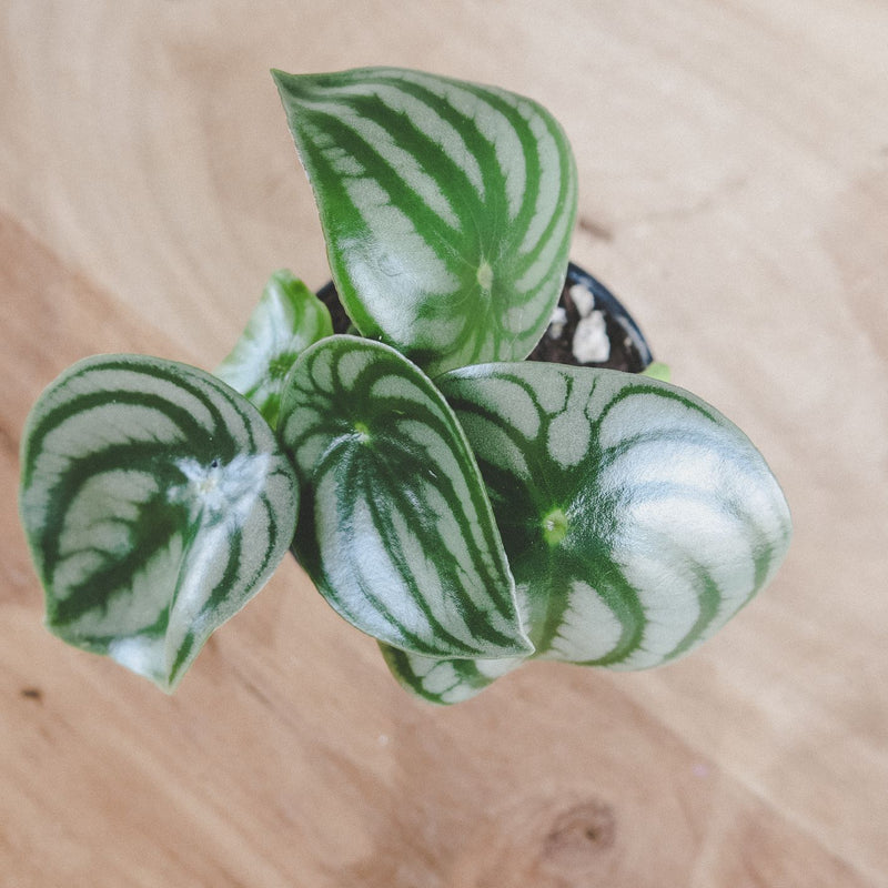 Watermelon Peperomia