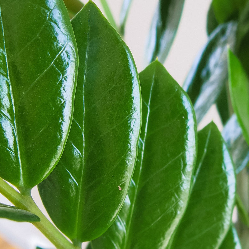 Zamioculcas