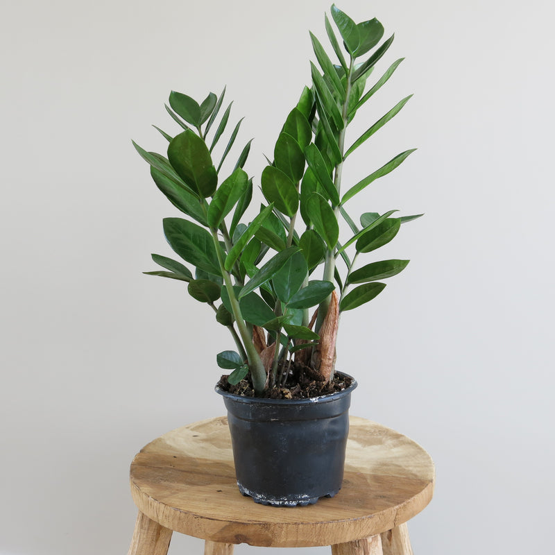 Zamioculcas