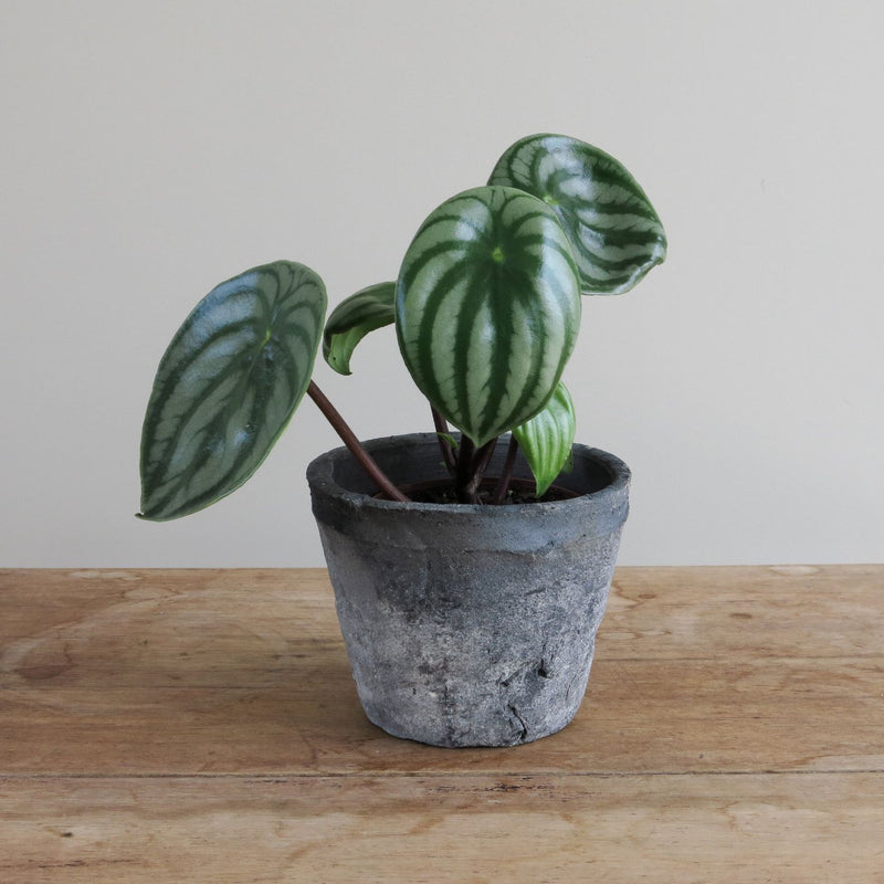 Watermelon Peperomia