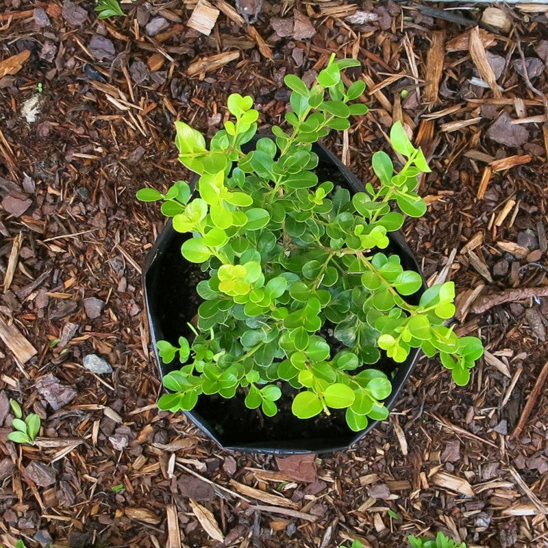 Japanese Boxwood (Buxus Microphylla)