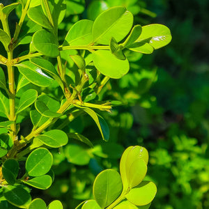 Japanese Boxwood (Buxus Microphylla)