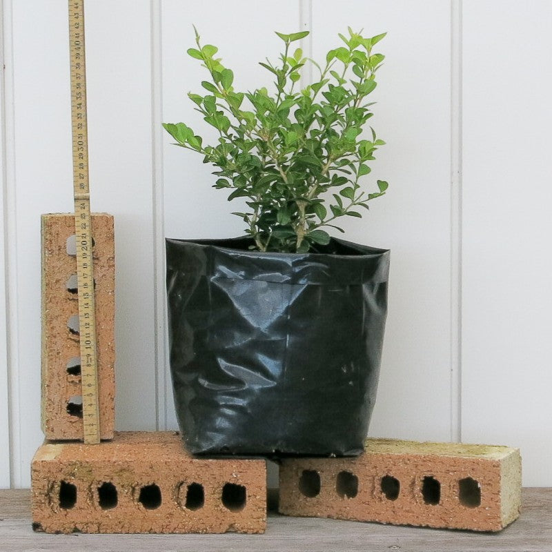 Japanese Boxwood (Buxus Microphylla)