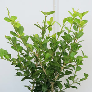 Japanese Boxwood (Buxus Microphylla)