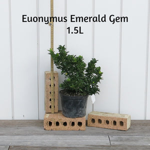 Euonymus Emerald Gem