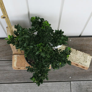 Euonymus Emerald Gem