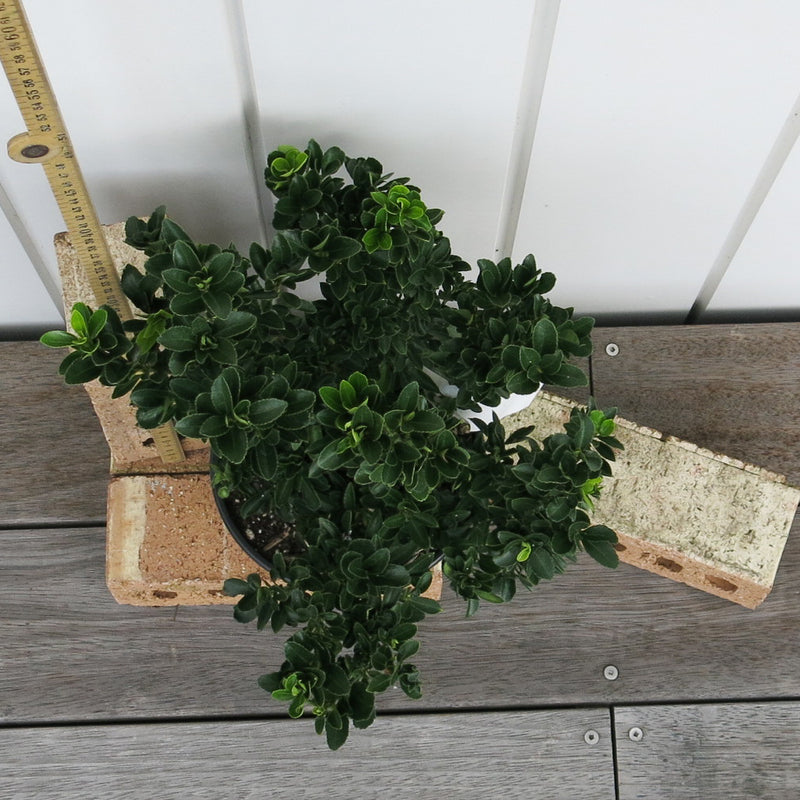 Euonymus Emerald Gem