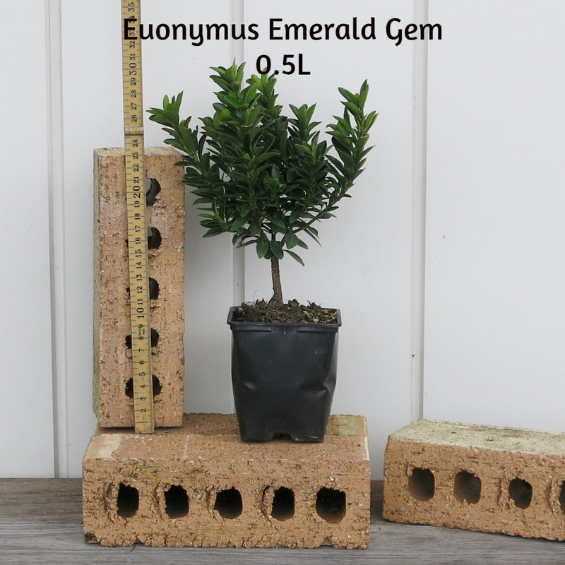 Euonymus Emerald Gem