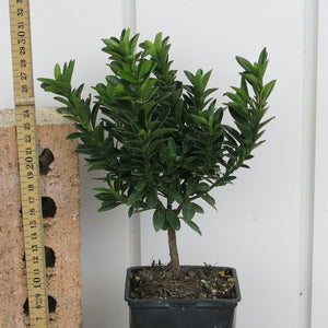 Euonymus Emerald Gem