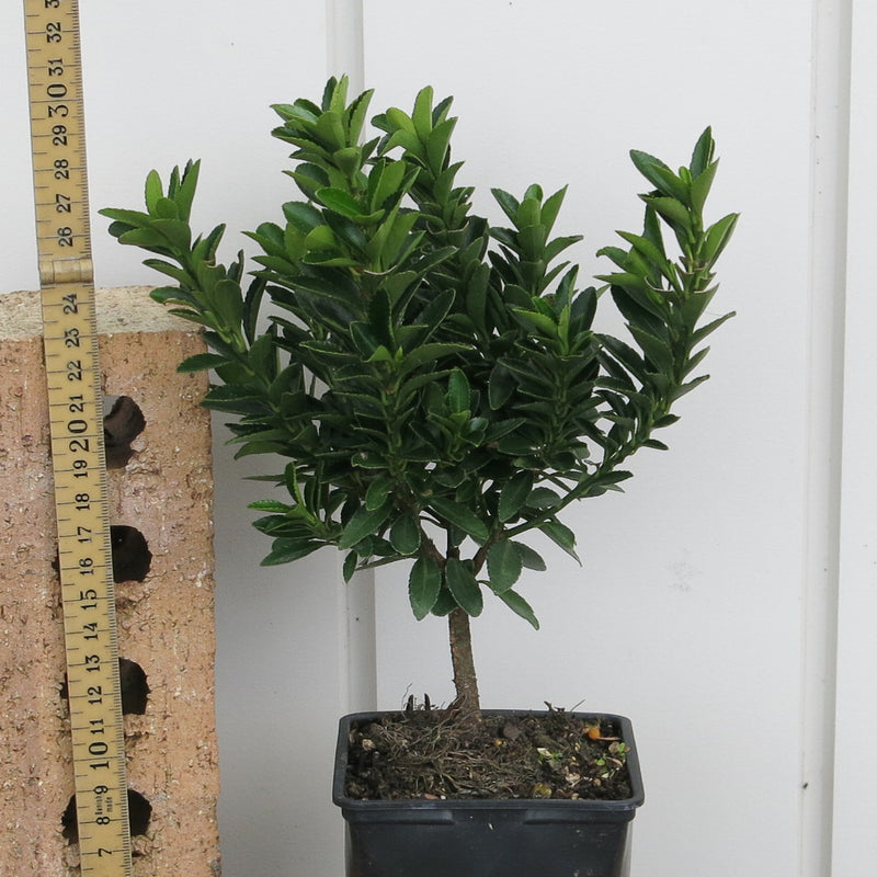 Euonymus Emerald Gem