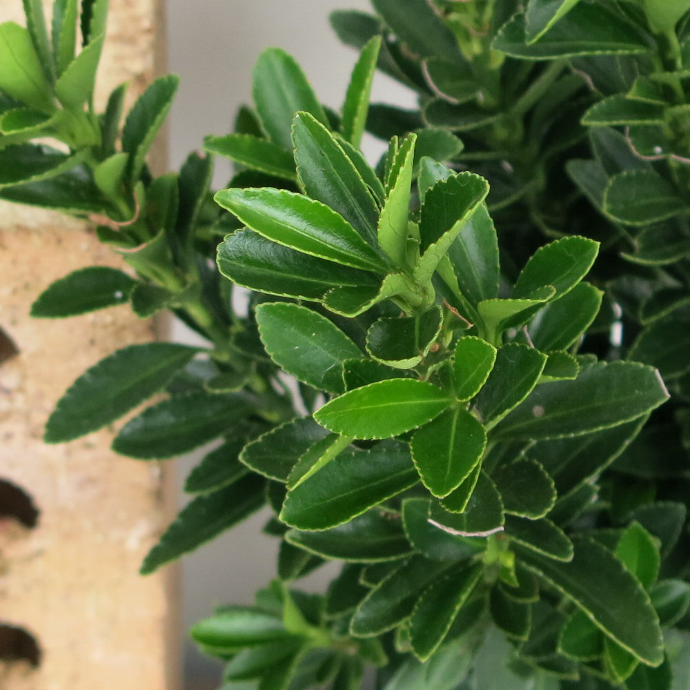 Euonymus Emerald Gem