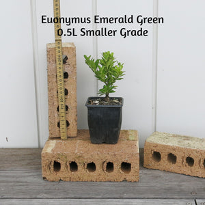 Euonymus Emerald Gem