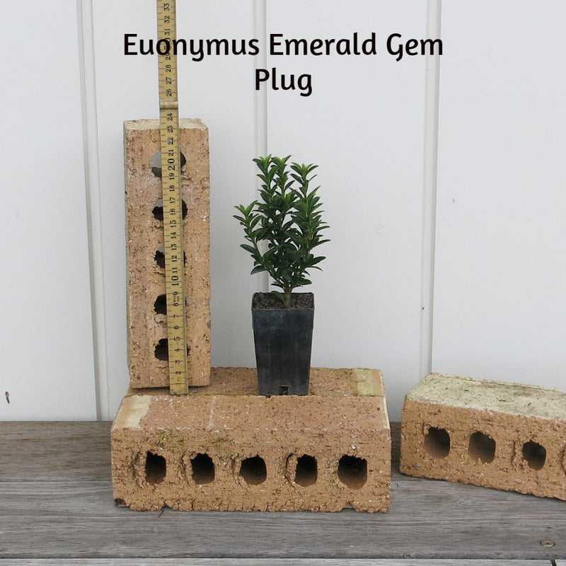 Euonymus Emerald Gem