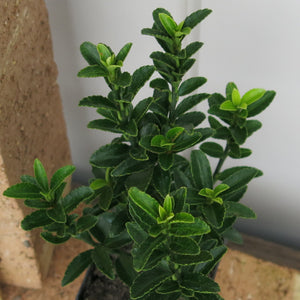 Euonymus Emerald Gem
