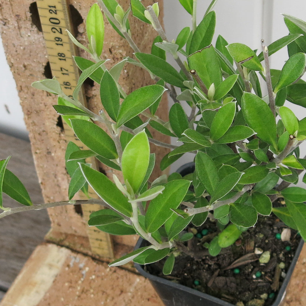 Corokia Geentys Green - Green Corokia