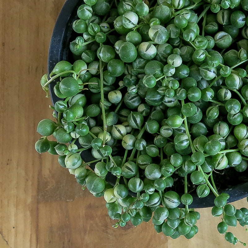 Variegated Senecio Rowleyanus