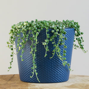 Variegated Senecio Rowleyanus