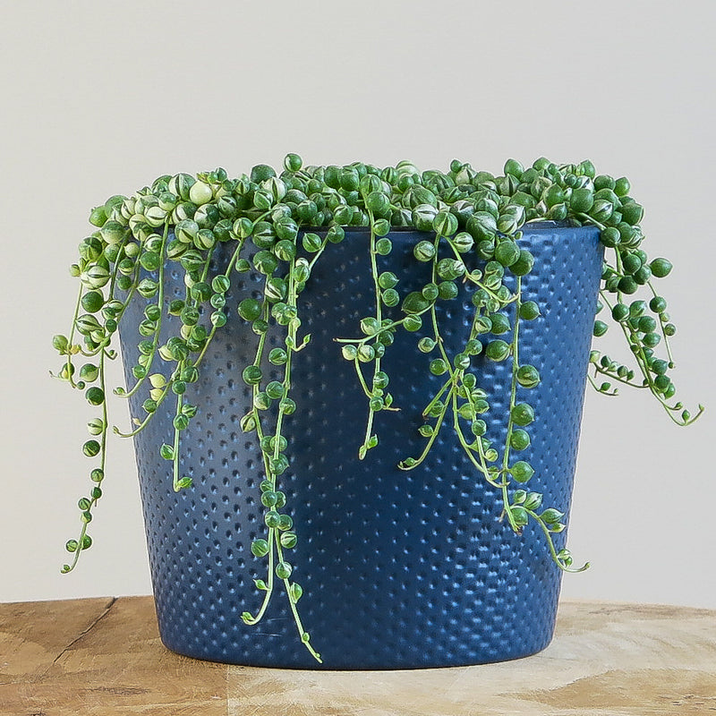 Variegated Senecio Rowleyanus