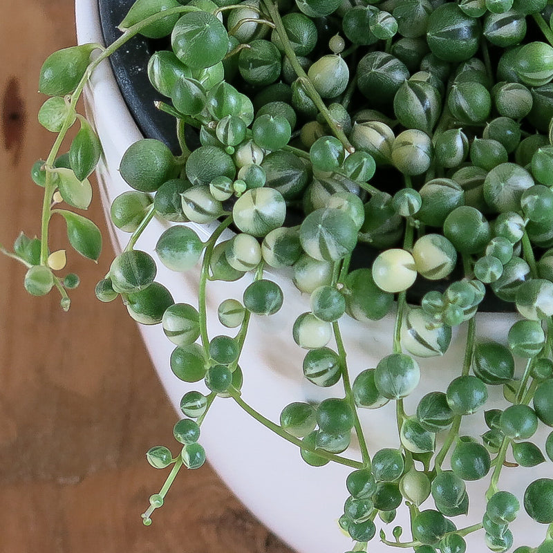 Variegated Senecio Rowleyanus