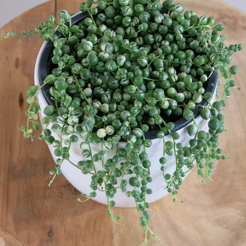 Variegated Senecio Rowleyanus