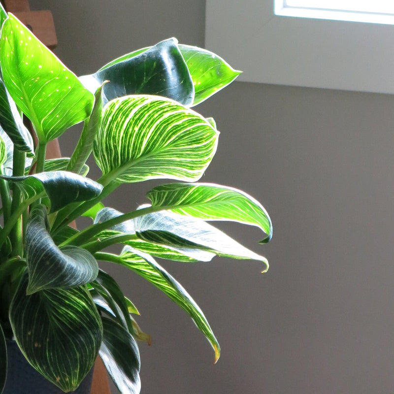 Philodendron Birkin