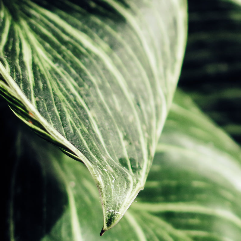 Philodendron Birkin