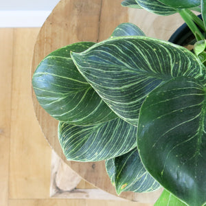 Philodendron Birkin