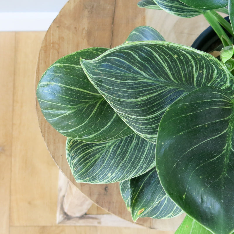 Philodendron Birkin