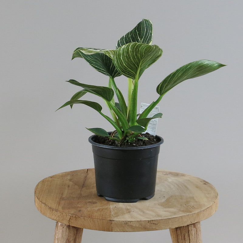 Philodendron Birkin