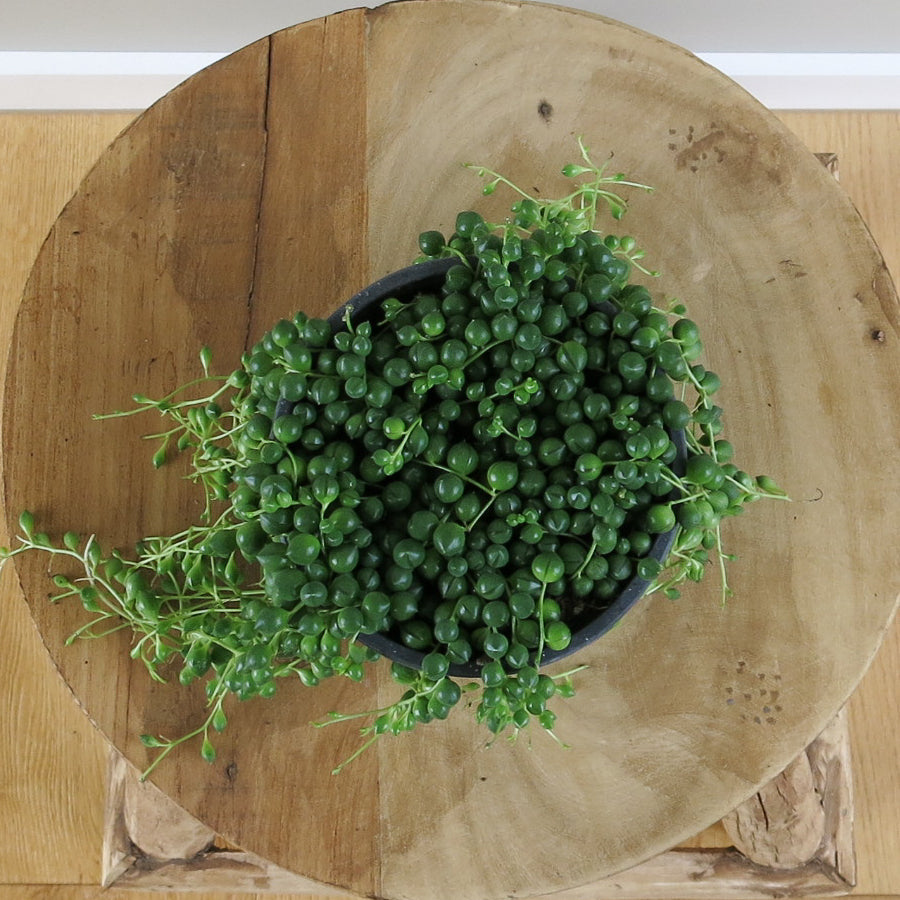Senecio Rowleyanus