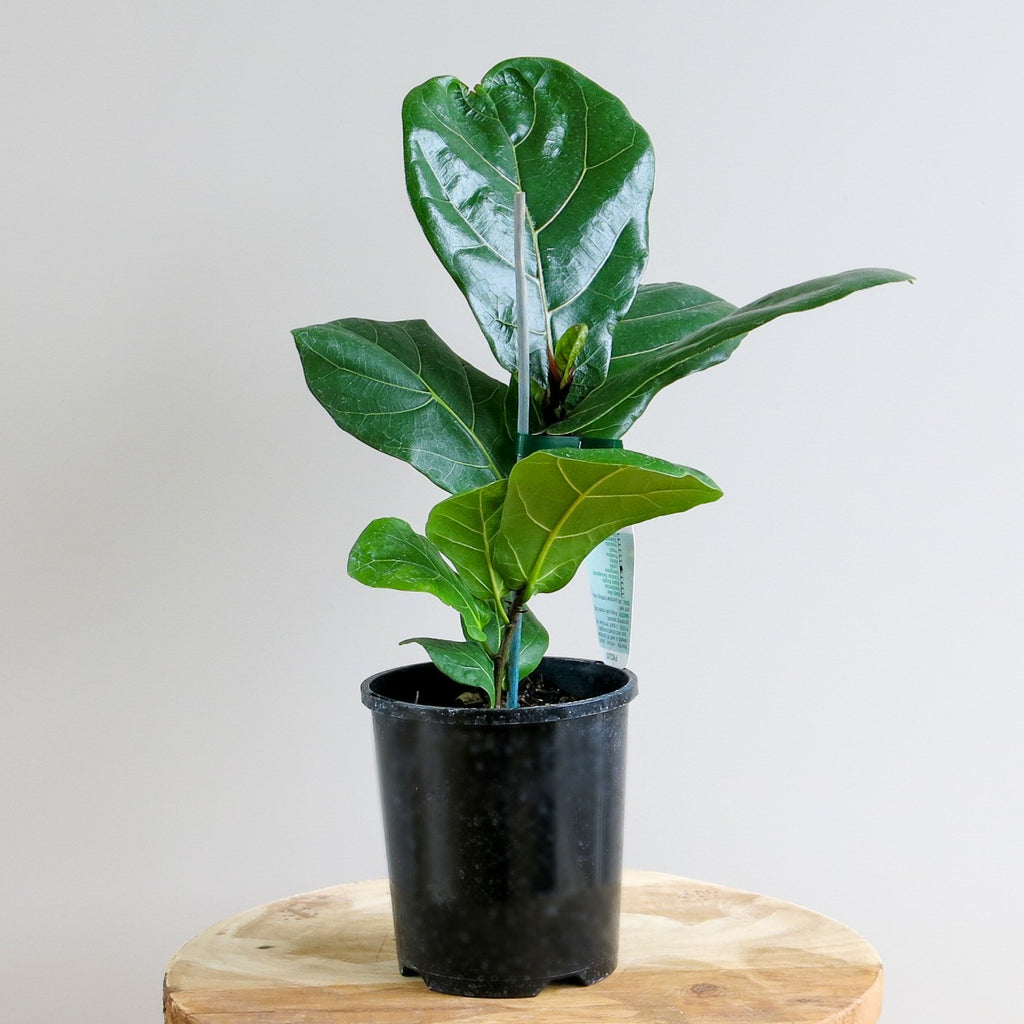 Ficus Lyrata (Fiddle Leaf Fig)