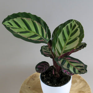 Calathea Peacock